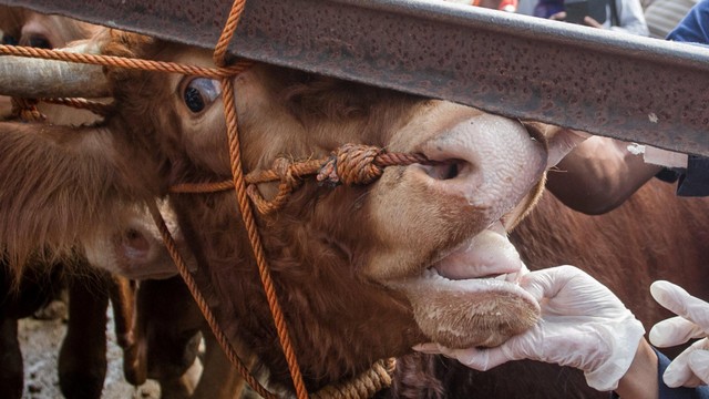 Dokter hewan Dinas Pertanian dan Perikanan (Dispertan) Sukoharjo memeriksa mulut sapi yang diperjualbelikan di Pasar Hewan Bekonang, Sukoharjo, Jawa Tengah, Sabtu (14/5/2022). Foto: Mohammad Ayudha/Antara Foto