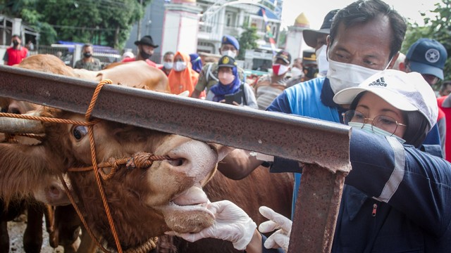 Foto: Sterilisasi dan Pemeriksaan Sapi di Pasar Hewan Sukoharjo (6088)
