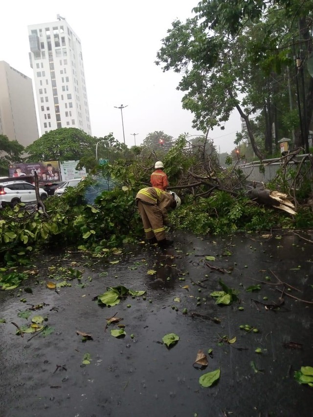 Pohon 5 Meter di Jalan Cilandak KKO Tumbang Diterpa Angin Kencang (23569)