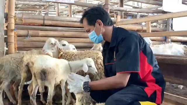 Petugas mengecek kesehatan kambing di milik warga Jebres, Solo, Senin (16/05/2022). FOTO: Agung Santoso