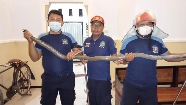 Petugas menangkap ular king kobra yang masuk ke rumah warga di Banyuwangi, Selasa (17/5/2022). Foto: Dok. Istimewa