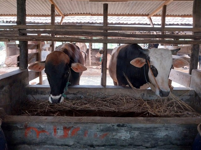 Sapi di salah satu peternakan di Kota Cirebon Jawa Barat yang dinyatakan bebas PMK dan layak konsumsi.(Juan)