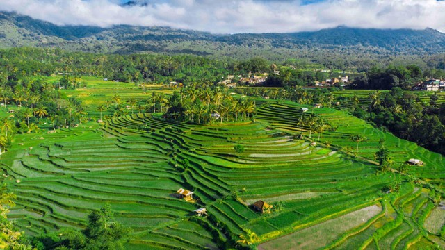 Panorama indahnya Sawah Subak Jatiluwih, Bali. Foto: Yodgi/Shutterstock