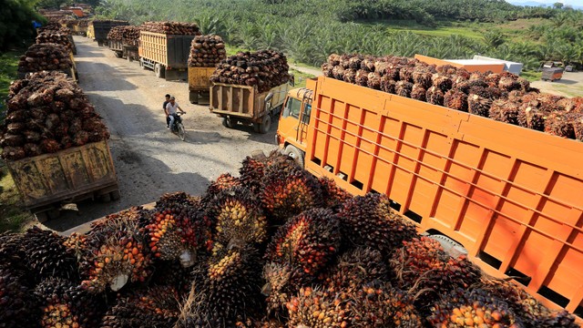 Sejumlah truk pengangkut Tanda Buah Segar (TBS) kelapa sawit mengantre untuk pembongkaran di salah satu pabrik minyak kelapa sawit milik PT.Karya Tanah Subur (KTS) Desa Padang Sikabu, Kaway XVI, Aceh Barat, Aceh, Selasa (17/5/2022). Foto: Syifa Yulinnas/ANTARA FOTO