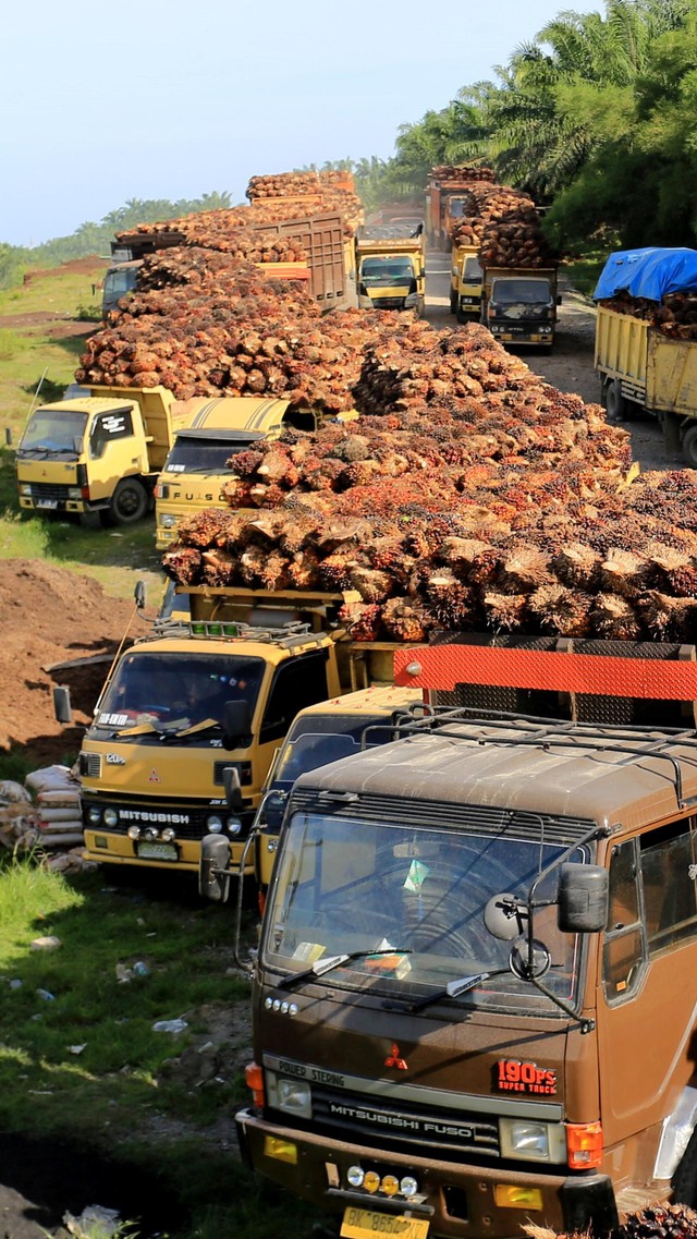 Laba Emiten Sawit London Sumatra (LSIP) Rp 305 Miliar, Naik Tipis 2 ...