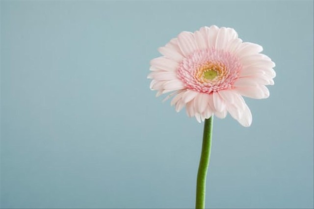 Ilustrasi foto diedit dengan rumus Lightroom peach Pastel. Foto: @andsmall/Unsplash