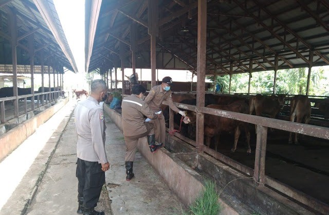 Pemeriksaan kesehatan sapi di Balai Karantina Hewan Kelas I Pontianak di desa Mekar Sari. Foto: Dok Hi!Pontianak