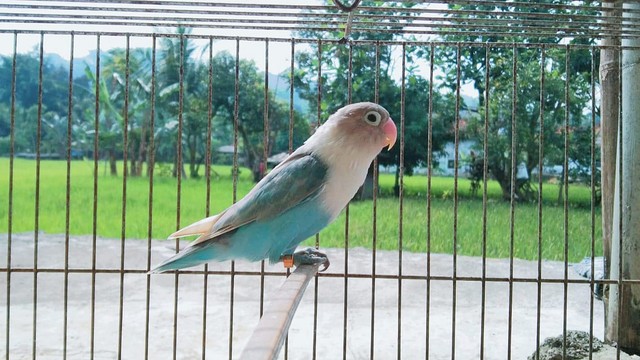 Burung Love Bird (foto sendiri)