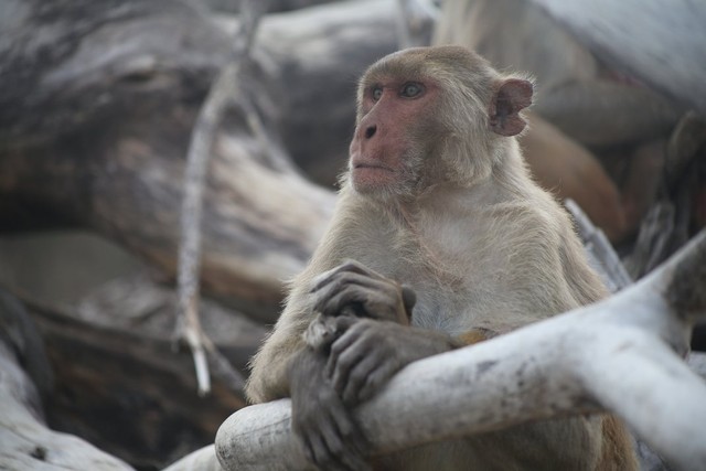 Ilustrasi Monyet. Foto: Dok. Caribbean Primate Research Center