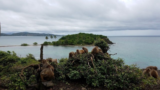 Ilustrasi Monyet penghuni pulau di Puerto Rico. Foto: Dok. Caribbean Primate Research Center