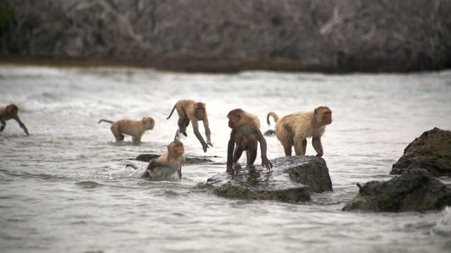 Ilustrasi Monyet penghuni pulau di Puerto Rico. Foto: Dok. Caribbean Primate Research Center