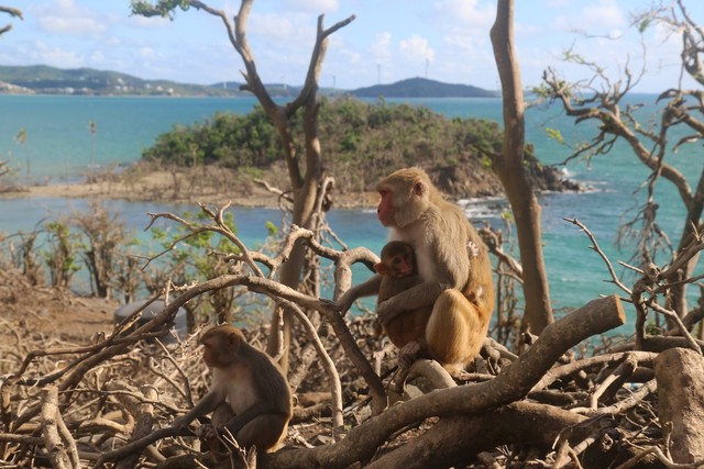 Ilustrasi Monyet penghuni pulau di Puerto Rico. Foto: Dok. Caribbean Primate Research Center