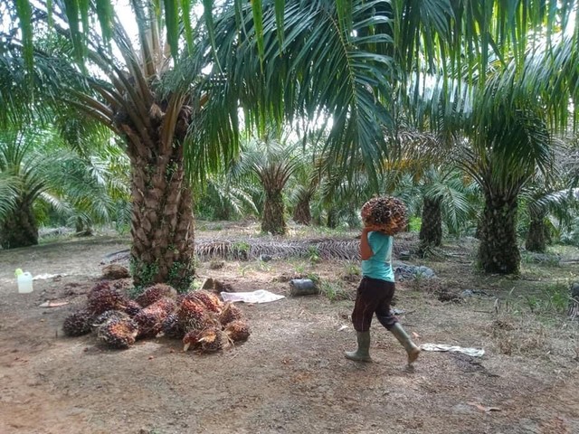 Pekerja sawit sedang memanen buah di kebun salah satu kebun warga di Kabupaten Sintang. Foto: Yusrizal/Hi!Pontianak