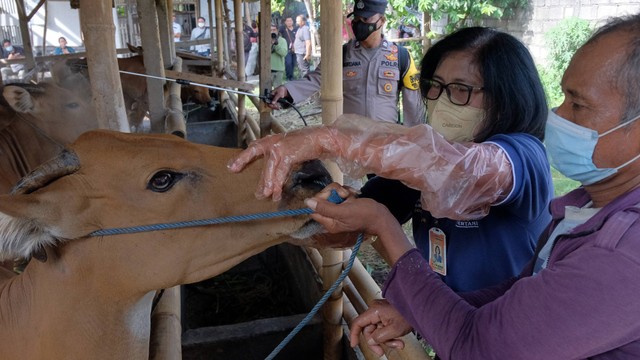 Petugas memeriksa kondisi kesehatan sapi secara klinis di Denpasar, Bali, Kamis (19/5/2022). Foto: Nyoman Hendra Wibowo/ANTARA FOTO