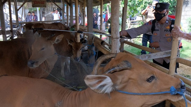 Petugas menyemprotkan disinfektan pada kandang sapi di Denpasar, Bali, Kamis (19/5/2022). Foto: Nyoman Hendra Wibowo/ANTARA FOTO