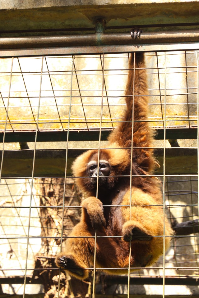 Tiket Masuk Bali Zoo, Foto: Unsplash/Robin Canfield