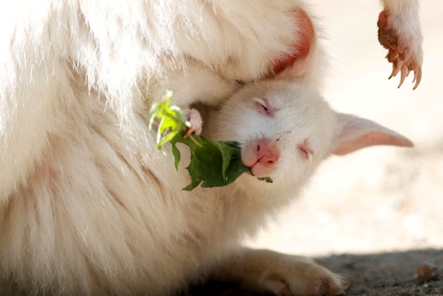 Seekor walabi albino berleher merah yang baru lahir makan saat sedang digendong induknya di kandang mereka di kebun binatang Decin, Republik Ceko. Foto: David W Cerny/REUTERS