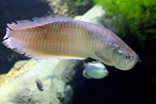 Ilustrasi ikan arwana. Foto: Pixabay