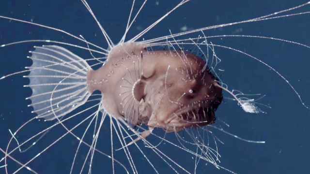 Ikan Anglerfish (Foto: Rebikoff Foundation)