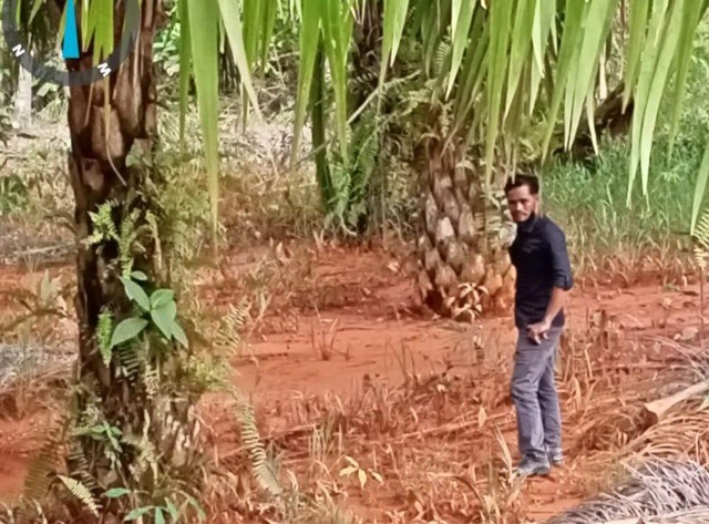 Warga menunjukkan lumpur bauksit yang tumpah ke perkebunan sawit di Desa Sandai Kiri. Foto: Dok. Hi!Pontianak