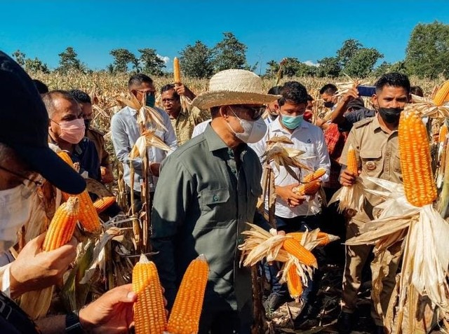 Foto :Gubernur NTT Panen Jagung Hasil dari program TPJS di Sumba Barat Daya belum lama ini. Foto: Biro Adpim