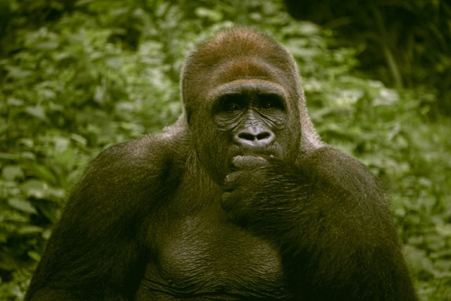 Cara Masuk Kebun Binatang Ragunan Jakarta, Foto: Unsplash/ALVENSIA ANGELA  