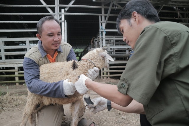 Pemeriksaan sejumlah hewan ternak di DD Farm sebagai upaya antisipasi Penyakit Mulut dan Kuku pada hewan. Pemeriksaan ketat diberlakukan ke semua hewan yang berada di DD Farm. (Kamis, 12/5)