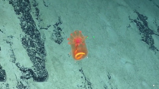 Hewan laut dalam timun laut atau teripang yang memiliki tubuh transparan. Foto: Nautilus Live/Ocean Exploration Trust
