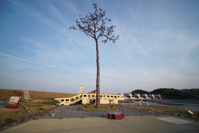 Pohon yang tersisa setelah bencana tsunami Iwate 2011 di Jepang. Foto: Ahmad Ariska/acehkini