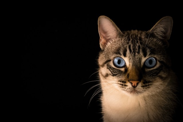 Mengenal scabies pada kucing. Foto: Unsplash