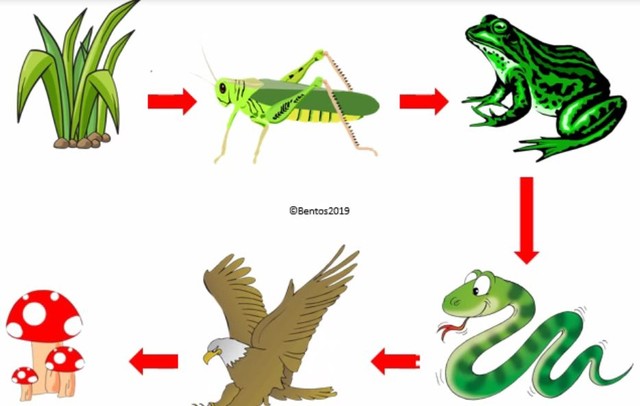 Contoh Rantai Makanan Di Sekitar Kita