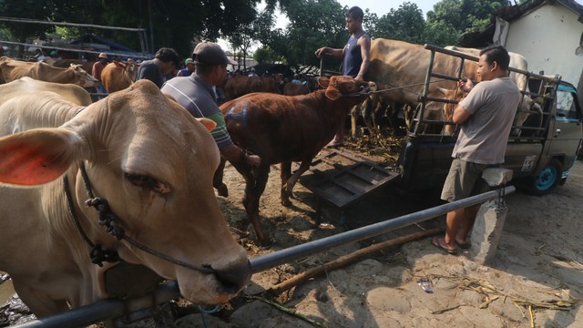 Pedagang menggiring sapi di pasar hewan Tertek, Kediri, Jawa Timur, Senin (23/5/2022).  Foto: Prasetia Fauzani/ANTARA FOTO