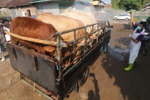 Petugas Dinas Ketahanan Pangan dan Peternakan menyemprotkan cairan disinfektan pada sapi yang akan memasuki pasar hewan Tertek, Kediri, Jawa Timur, Senin (23/5/2022). Foto: Prasetia Fauzani/ANTARA FOTO