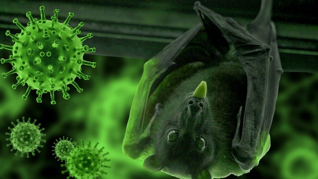 Ilustrasi kelelawar pembawa virus. Foto: Pixabay