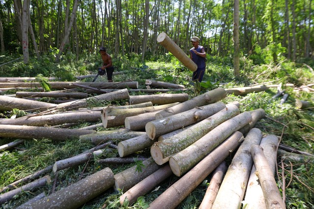 Ilustrasi menebang kayu. Foto: ANTARA FOTO/Budi Candra Setya