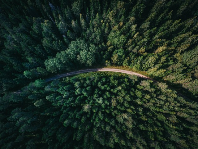https://unsplash.com/@gerandeklerk - prinsip pengelolaan hutan berdasarkan prinsip pembangunan berkelanjutan adalah