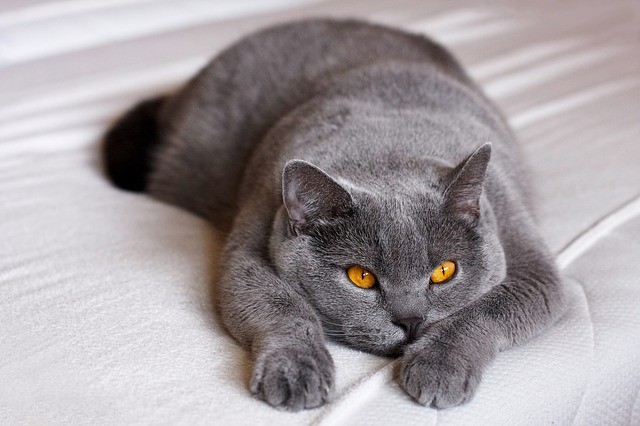 Harga Kucing British Shorthair sebagai Hewan Peliharaan yang Menggemaskan (6242)