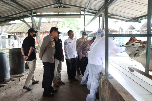 Jajaran Polres dan Dinas Pertanian Kabupaten Majalengka melakukan pengecekan kondisi hewan ternak milik PT SHF. FOTO: Tomi Indra