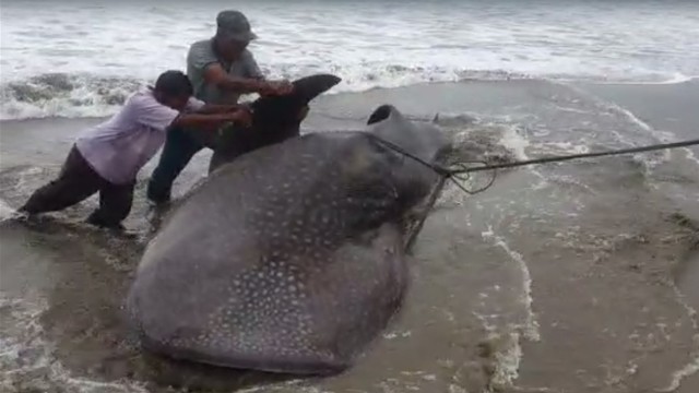 Para nelayan tengah berupaya mengevakuasi bangkai ikan paus tutul yang mati terdampar di Pantai Kincir Salido, Kabupaten Pesisir Selatan, Sumatera Barat, Rabu 25 Mei 2022. Foto: dok BPSPL