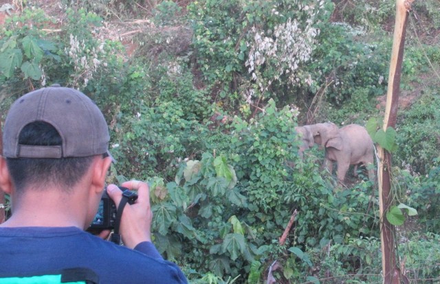 Salah satu ranger penjaga hutan di area perusahaan perkebunan memantau kondisi populasi gajah/Istimewa