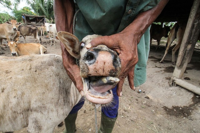 Peternak menunjukkan mulut sapi yang terkena Penyakit Mulut dan Kuku (PMK) di kandang karantina milik peternak di Desa Jeulekat, Lhokseumawe, Aceh, Rabu (25/5/2022). Foto: ANTARA FOTO/Ampelsa