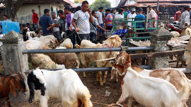 Foto: Pasar Hewan Terbesar di Aceh Ditutup Demi Cegah PMK (74458)