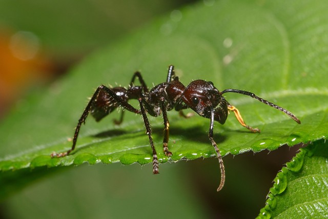 Ilustrasi semut. Foto: Christian Vinces/Shutterstock