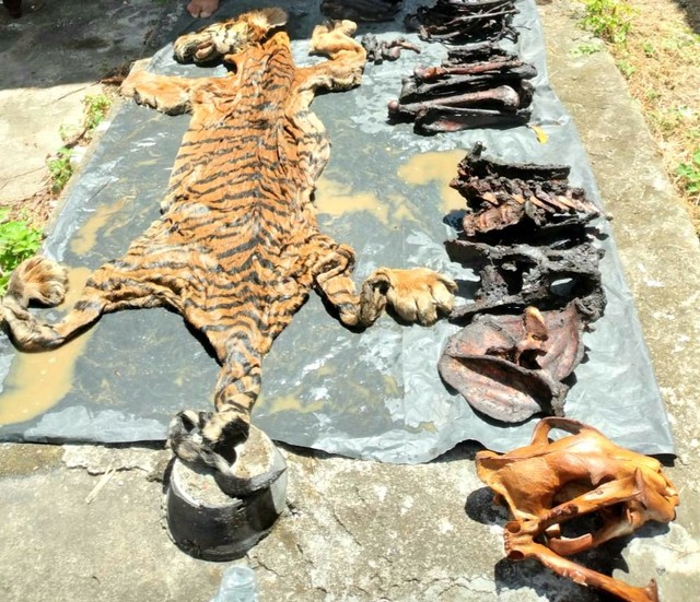 Babak Baru Kasus Bupati Bener Meriah yang Jual Kulit Harimau (2)