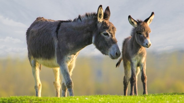 Ilustrasi keledai. Foto: Geza Farkas/Shutterstock