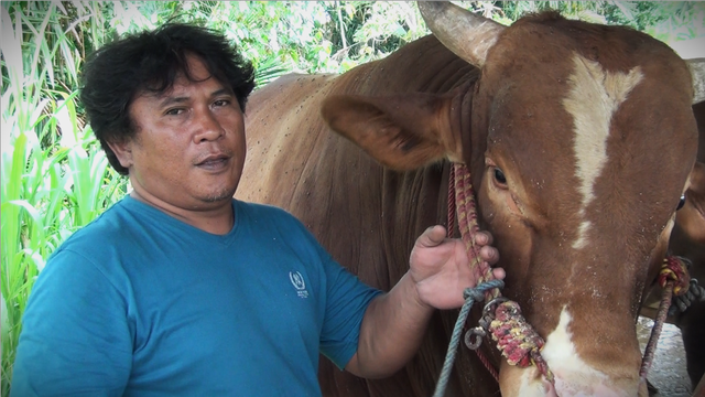Salah seorang peternak sapi di Kabupaten Gorontalo. Kamis, (26/5). Foto: Dok istimewa