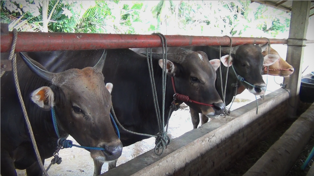 Penyakit Mulut dan Kaki (PMK) yang kini menjangkiti hewan ternak berdampak pada menurunnya harga jual sapi ternak di Gorontalo. Foto: Dok istimewa