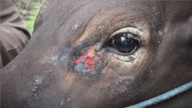 Selain mulut dan kuku, seluruh bagian tubuh hewan ternak diperiksa oleh petugas. Foto: Dok istimewa