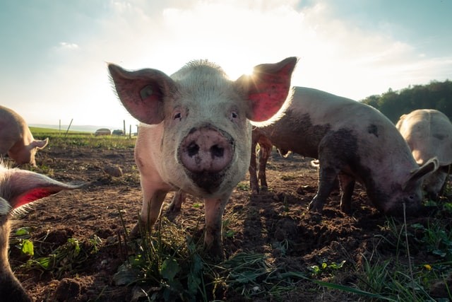Contoh Makanan Haram, Foto Unsplash Pascal Debrunner