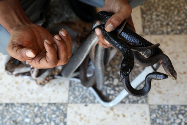 Pemburu ular, Yaseen Al-Sqour, membawa ular di Balqa, Yordania. Foto: Alaa Al Sukhni/REUTERS